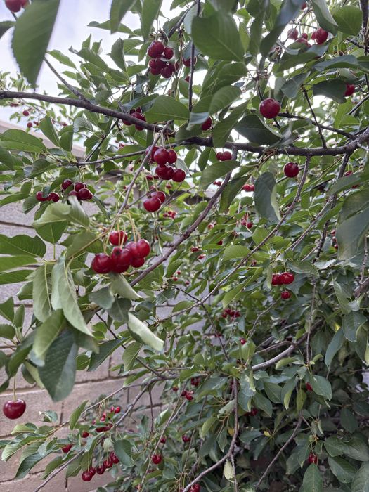 Вишня красное домашняя