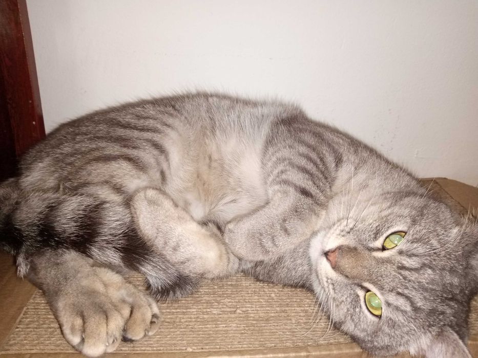 Срочно! Кот. Лоток знает,блох нет