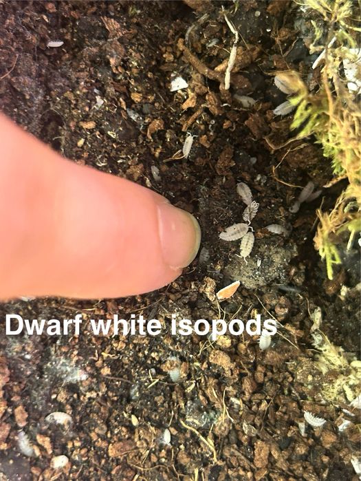Isopods / izopode si springtails pentru terarii