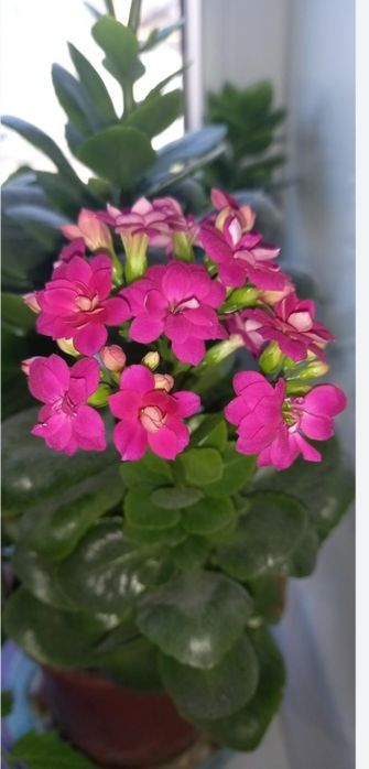 Комнатные цветы. Герань и каланхое