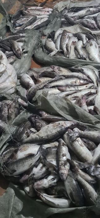 Судак найсвежайщий