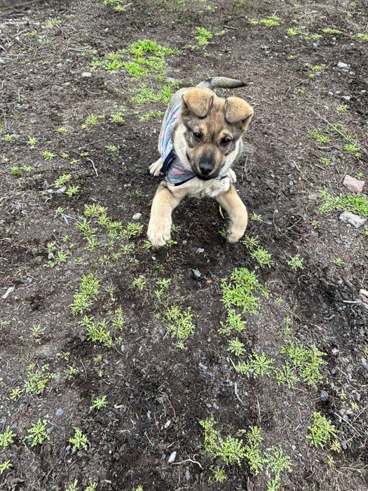 Классная девчонка ищет дом