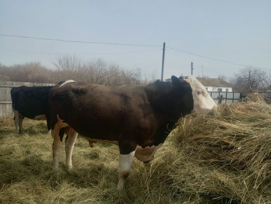 Бык на племя .продам в начале мая.