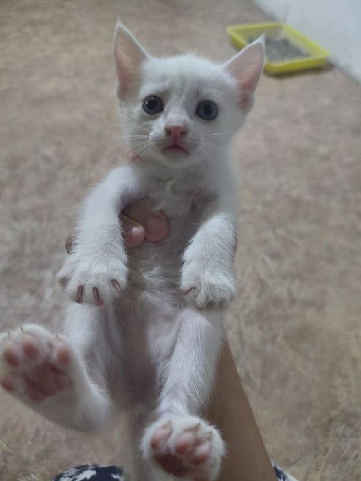 Отдам красивых котят.