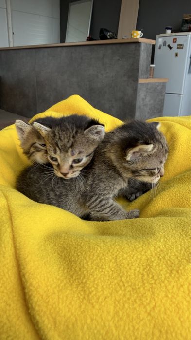 Котята бесплатно