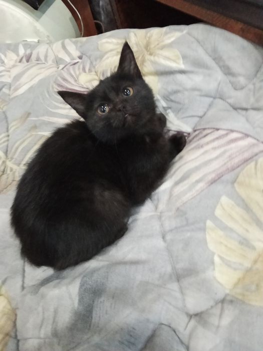Отдам котенка в добрые руки!