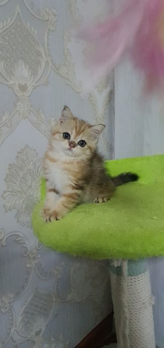 Скотиш страйт мраморная шиншила