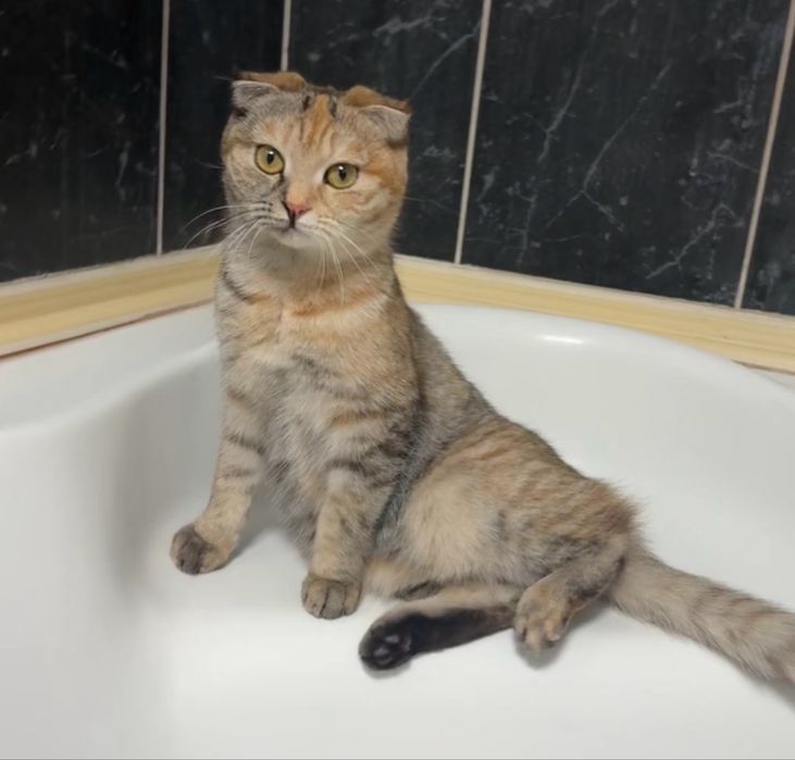 отдам кошку вислоухую