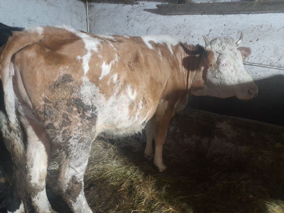 Vând vacă de 7 ani