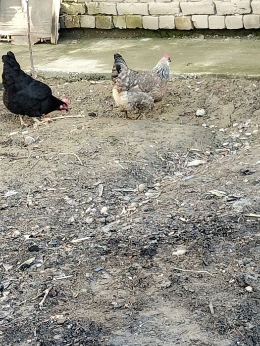 Tovuq Xo'roz sotiladi