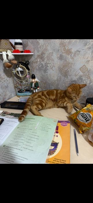 Пропал кот, помогите найти