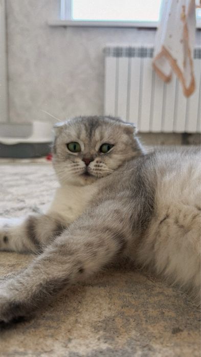 Продам кошку шиншилла