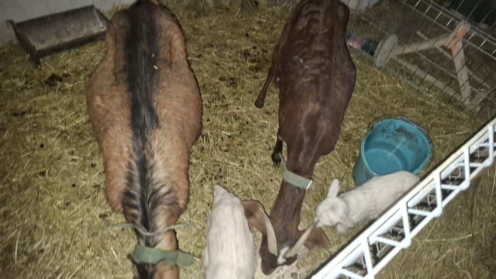 Vând 2 capre fatate