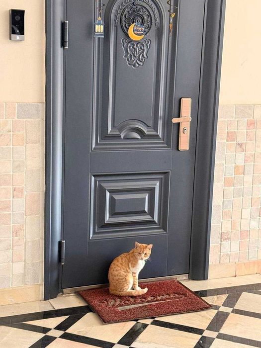 Отдам кота в добрые руки/Найден кот