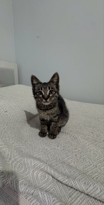 Котёнок мальчик в добрые руки