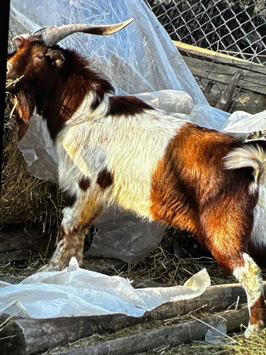 Țap deosebit boer cu alpin francez