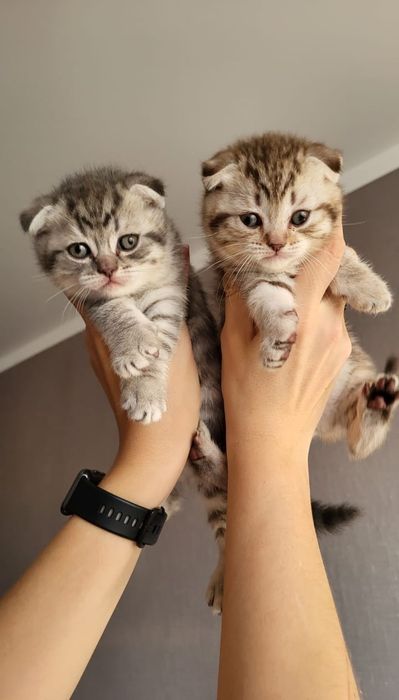 Детишки скоттиш фолдики