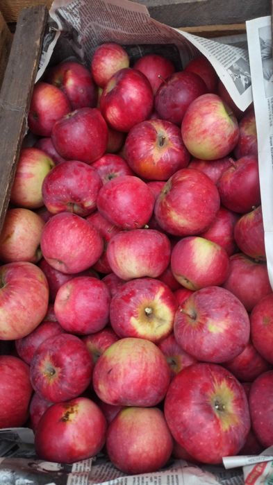 Апорт Алматинский