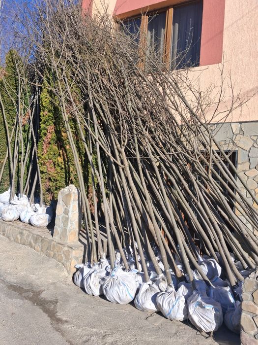 Tei mesteacăn leyladi