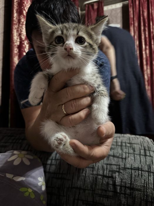 Отдам котят в добрые руки