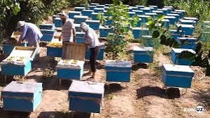 Asalari oilasi sotiladi