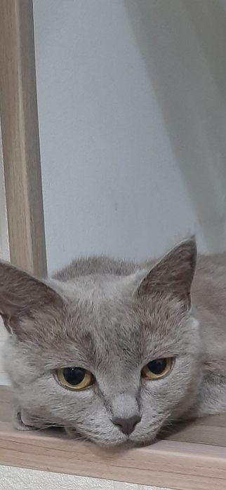 Кошечку  в добрые руки