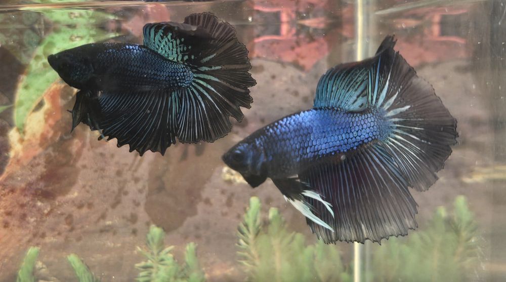 Betta splendens halfmoon si plakat