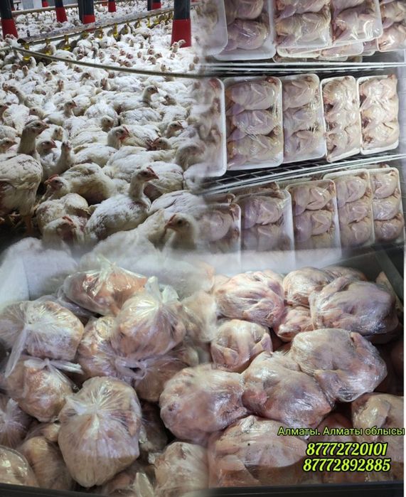 Мясо бройлера бройлер құс еті