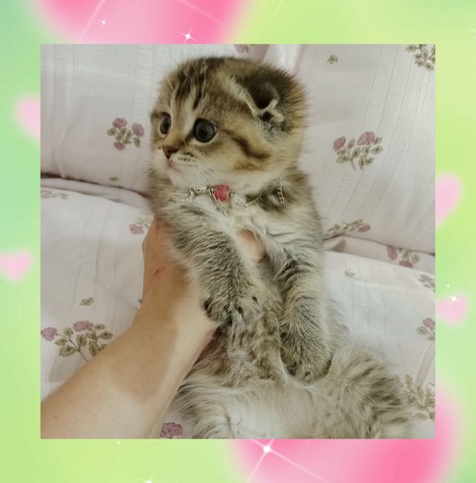 Сладусечка девочка Скоттиш Фолд тикированное золото Шиншила