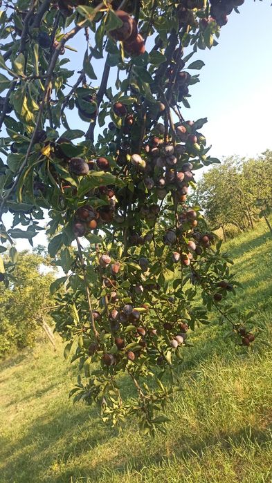Vând prune pentru țuică