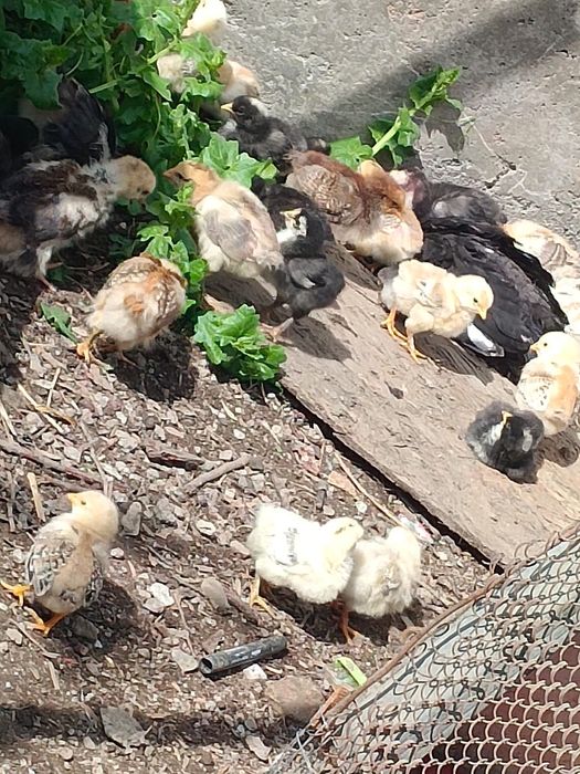 Продам циплят домашние