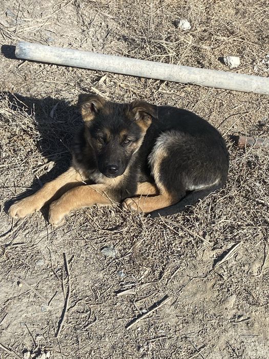 Шенки европейский овчарки
