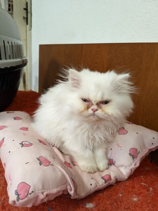 Продавам чистокръвно персийско мъжко коте (последното)