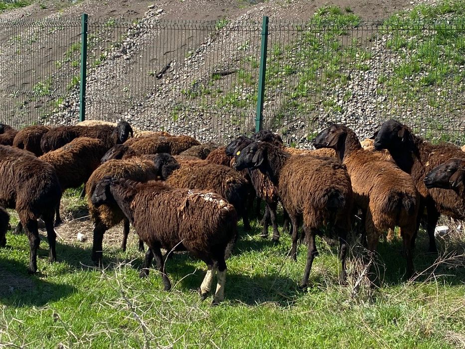 33 бас жаксы қой бар