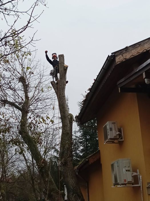 Професионално Рязане на Опасни Дървета!