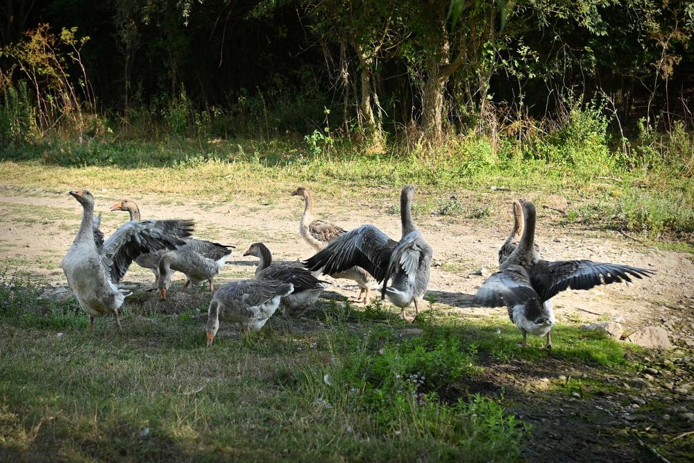 Продавам гъски/патки