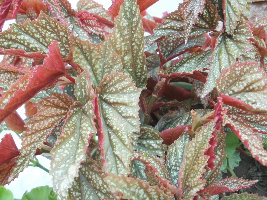 Продавам цветя бегонии Тамая - големи