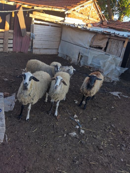 Шилета за продан