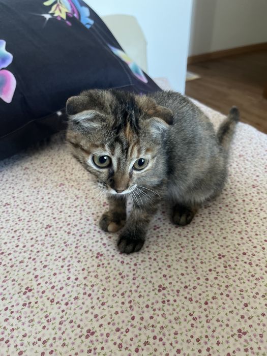 вислоухий котенок