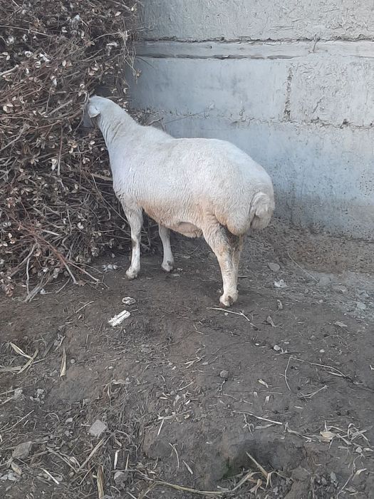 Зотлик куй сотилади буг'оз