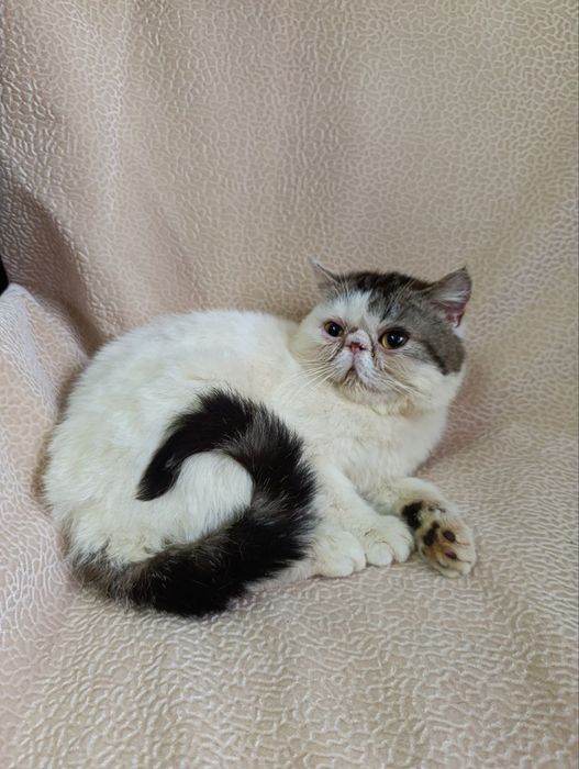 Котенок экзот, мальчик