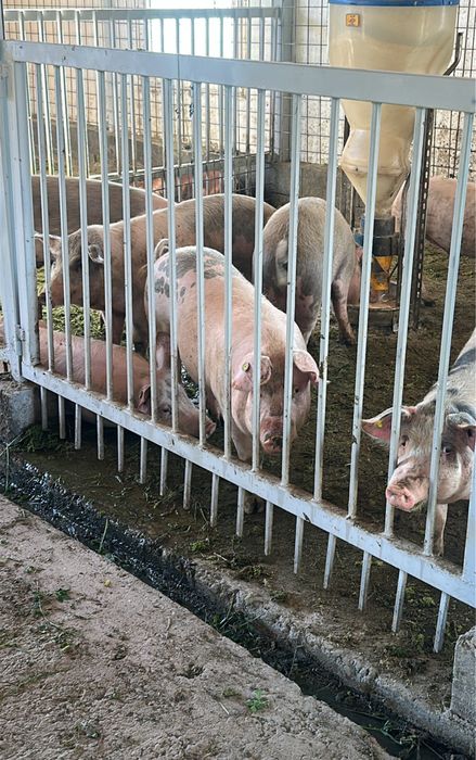 Vaca de lapte 14 ron