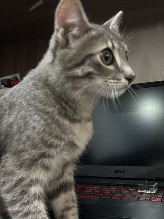 Котенок в добрые руки