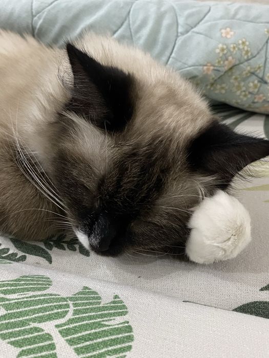 Отдам даром кошку