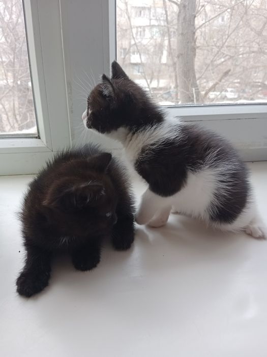 Котенки девочки 1 месячный