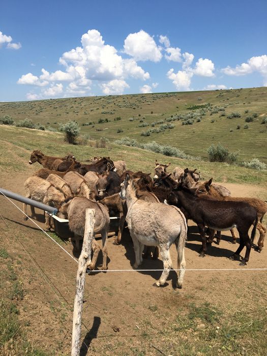 Lapte crud de măgărița!  !!!MULGEM IN PREZENTA DUMNEAVOASTRĂ!!!