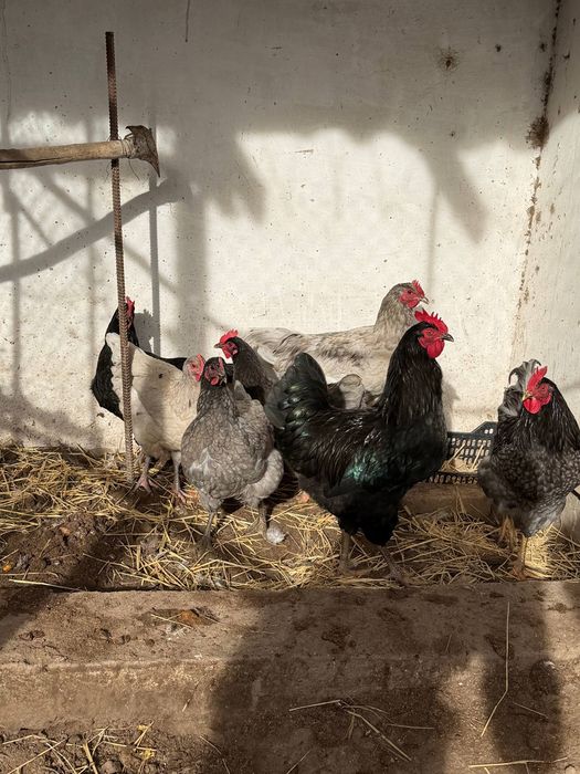 Джерси таук сатылады  200 мынг дан