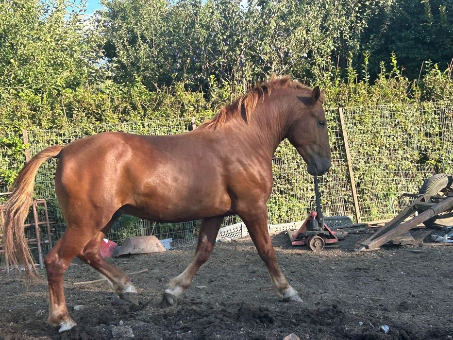 Vand Armasar in varste de 3 ani ne invatat la carut
