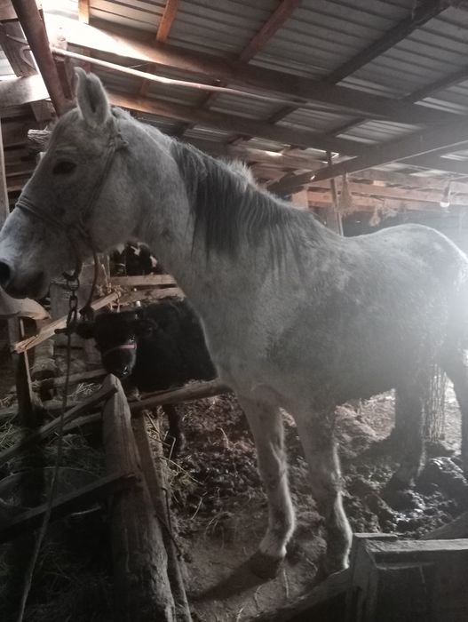 Бордақы бие сатылады.