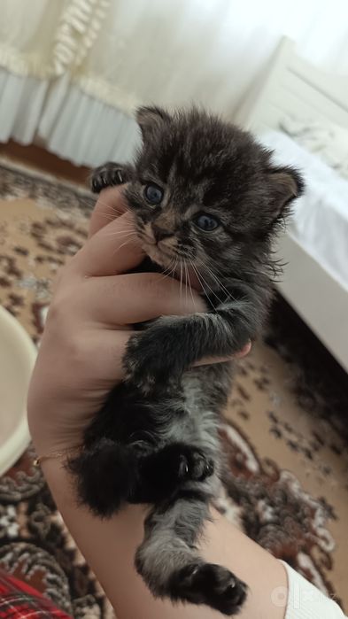 СРОЧНО даром отдам КОТЁНКА